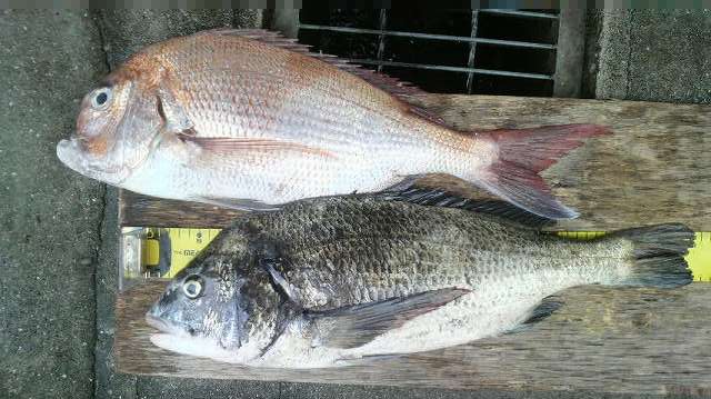 本日も好釣果チヌ55cmオーバー出ました 広島湾のチヌ釣りは さくら渡船 本日も好釣果チヌ55cmオーバー出ました 広島湾のチヌ釣りは さくら渡船