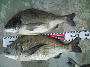 s-20110506154527