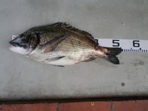 s-IMG_20120530_153355