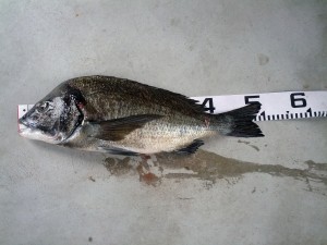 s-IMG_20121011_154727