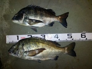 s-IMG_20121208_172449