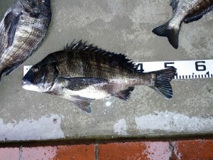 s-IMG_20130601_160740