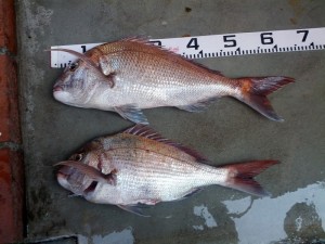 s-IMG_20130817_150939