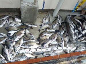 30日チヌ爆釣 広島湾のチヌ釣りは さくら渡船 30日チヌ爆釣 広島湾のチヌ釣りは さくら渡船