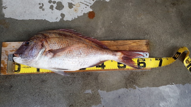渡船レコードチヌ58cm出ました 広島湾のチヌ釣りは さくら渡船 渡船レコードチヌ58cm出ました 広島湾のチヌ釣りは さくら渡船