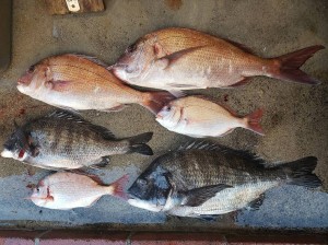 28 2月 22 広島湾のチヌ釣りは さくら渡船 28 2月 22 広島湾のチヌ釣りは さくら渡船