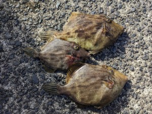 s-PXL_20251023_054447311