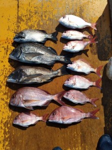 11日~13日釣果報告!!