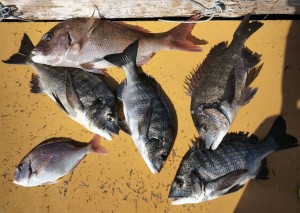 １１日～１３日釣果報告！！