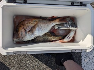 11日~13日釣果報告!!