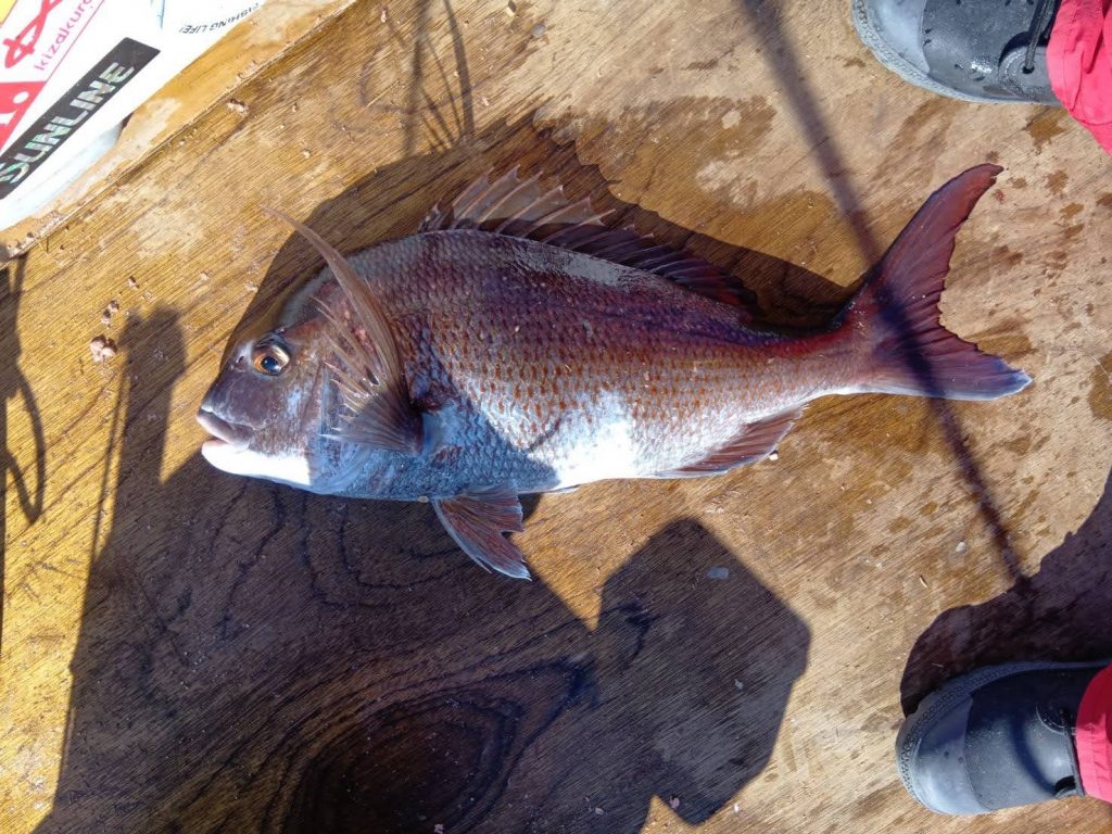 釣果報告!!マダイ、カワハギ!!