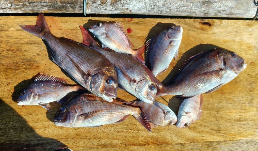 釣果報告!!22日~24日!!