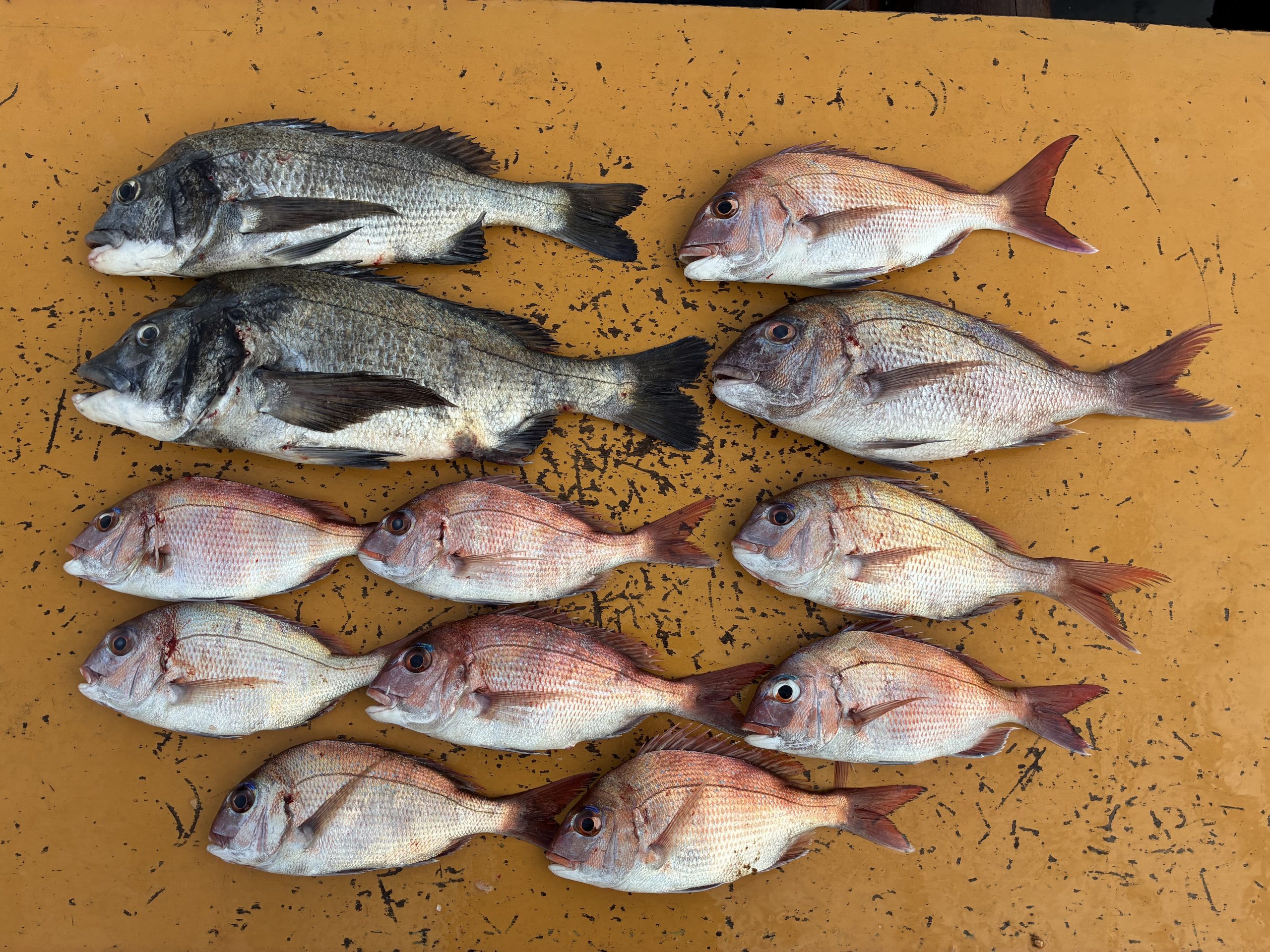 釣果報告！！22日～24日！！