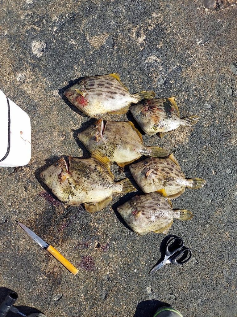 11月16日釣果報告！！