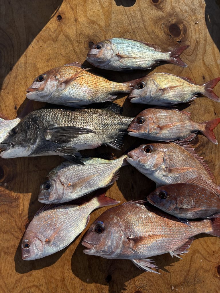 釣果報告！！マダイ６０ｃｍ！！