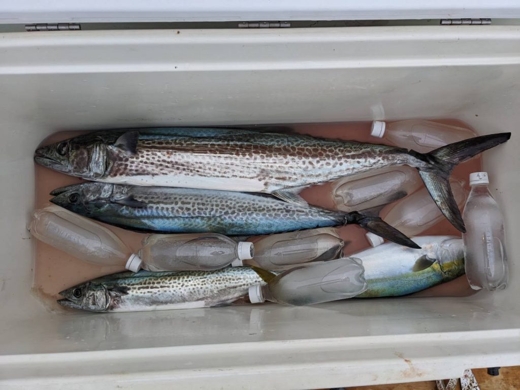 釣果報告！！マダイ８１ｃｍ！！サワラ９１ｃｍ！！