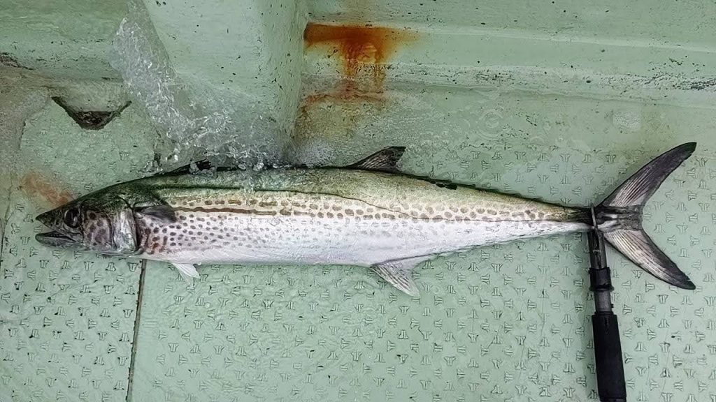 釣果報告！！マダイ８１ｃｍ！！サワラ９１ｃｍ！！