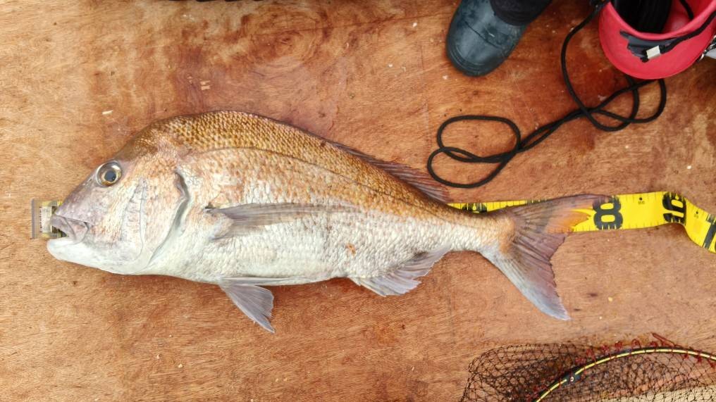 釣果報告！！マダイ８１ｃｍ！！サワラ９１ｃｍ！！