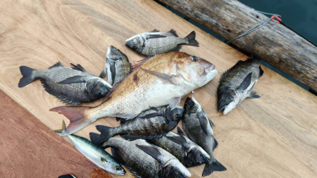 釣果報告！！マダイ８１ｃｍ！！サワラ９１ｃｍ！！