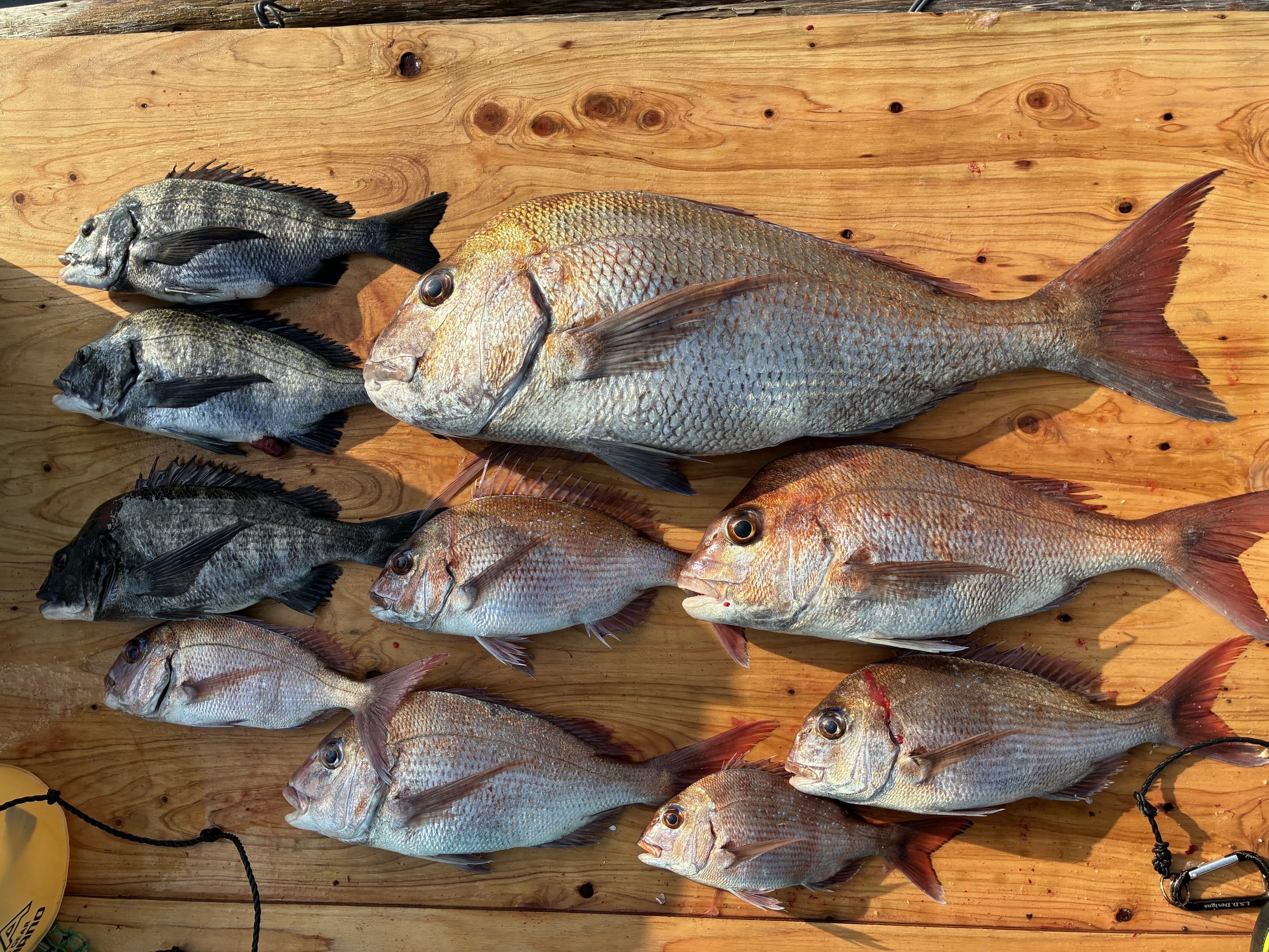 釣果報告！！またまたデカバン！！