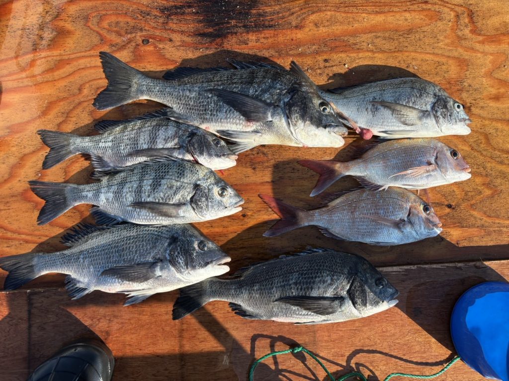 釣果報告！！チヌ良型釣れています！！