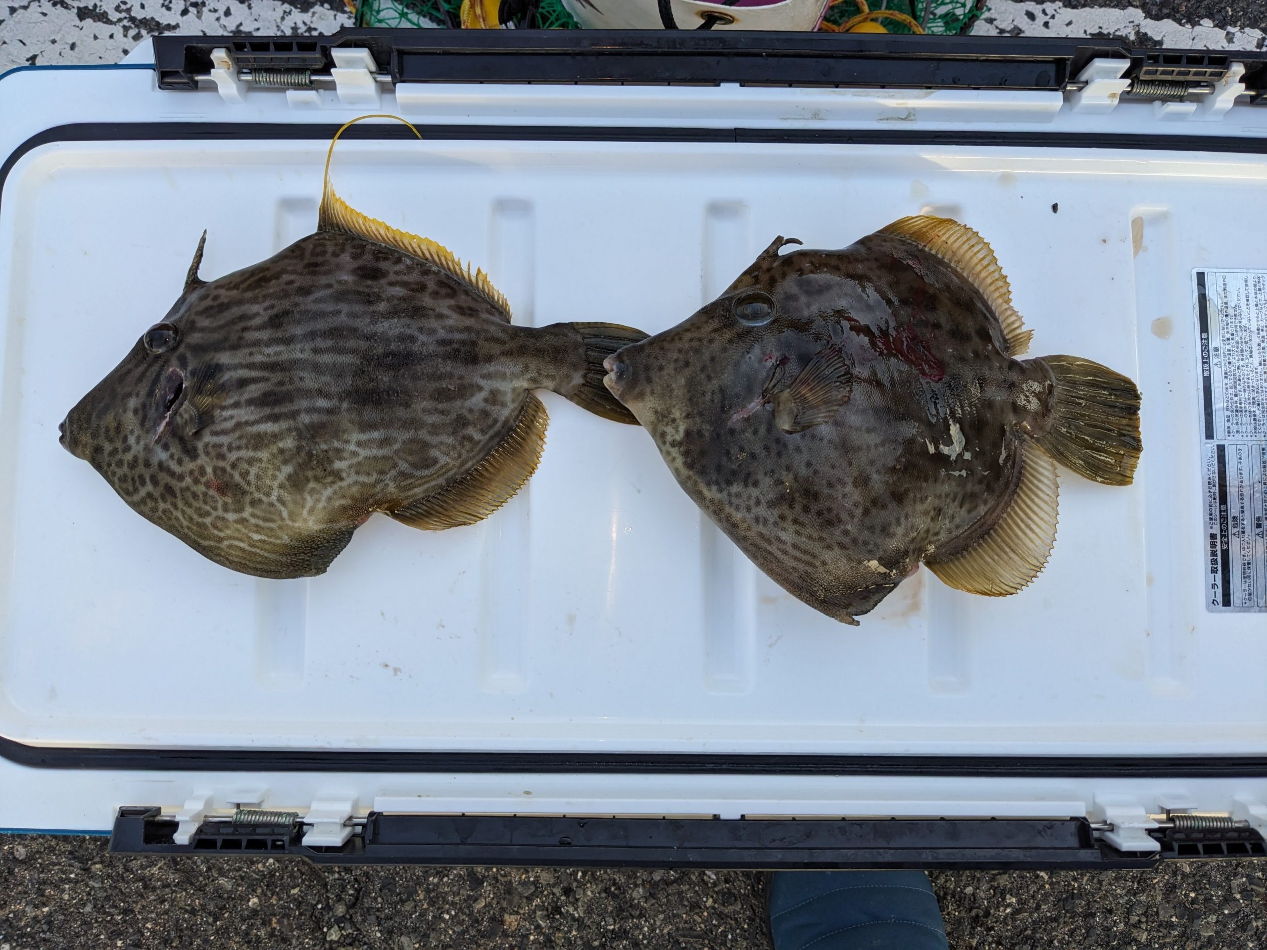 釣果報告！！6日７日！！