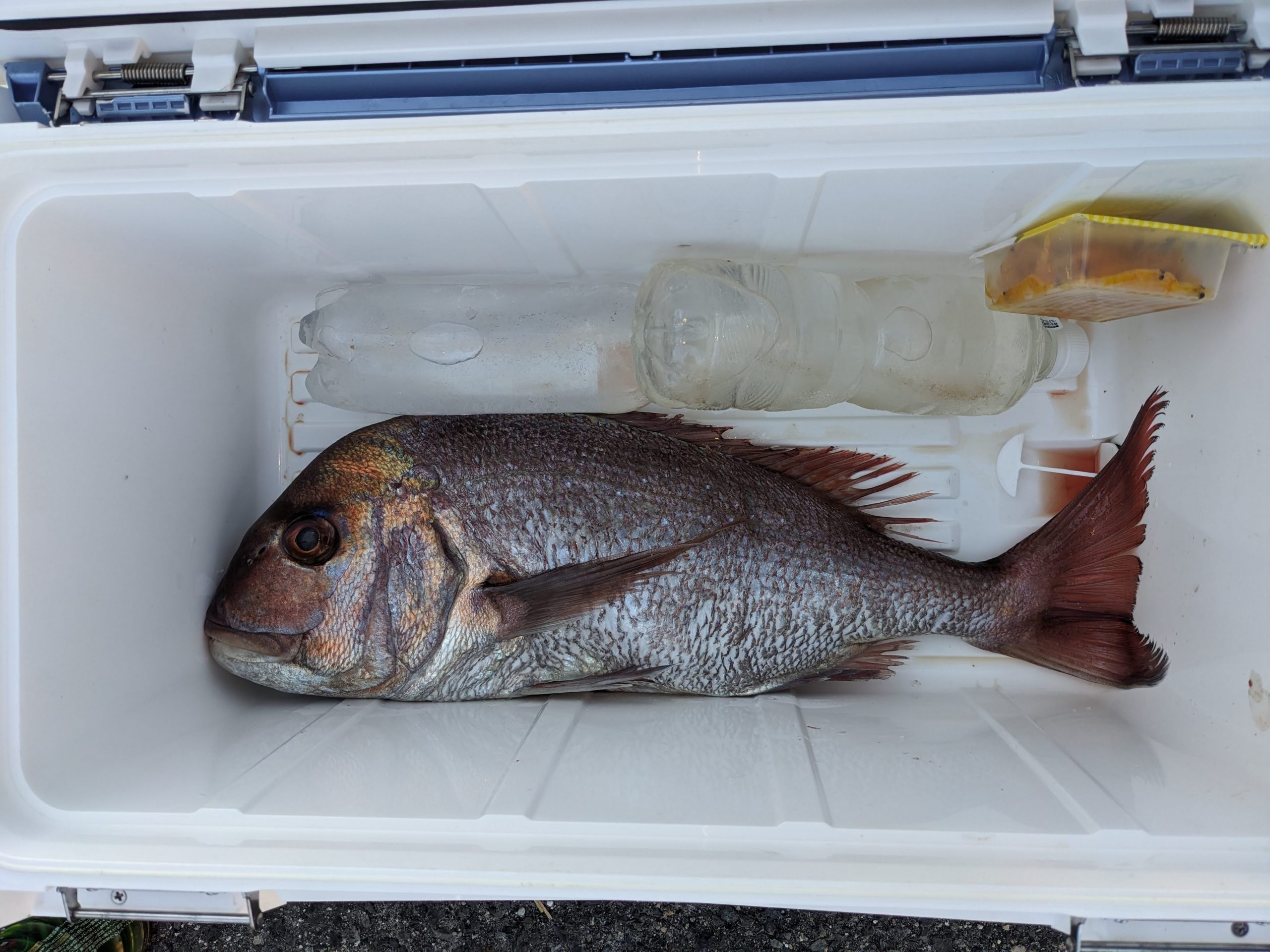 釣果報告！！マダイ６０ｃｍ！！