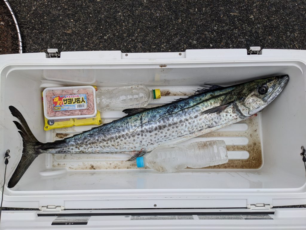 釣果報告！！マダイ８１ｃｍ！！サワラ９１ｃｍ！！