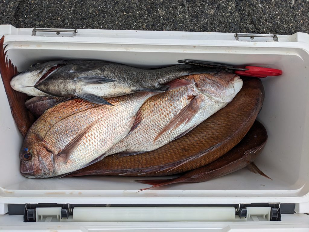 釣果報告！！またまたデカバン！！