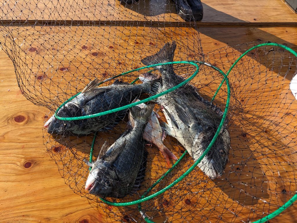 釣果報告！！チヌ良型釣れています！！