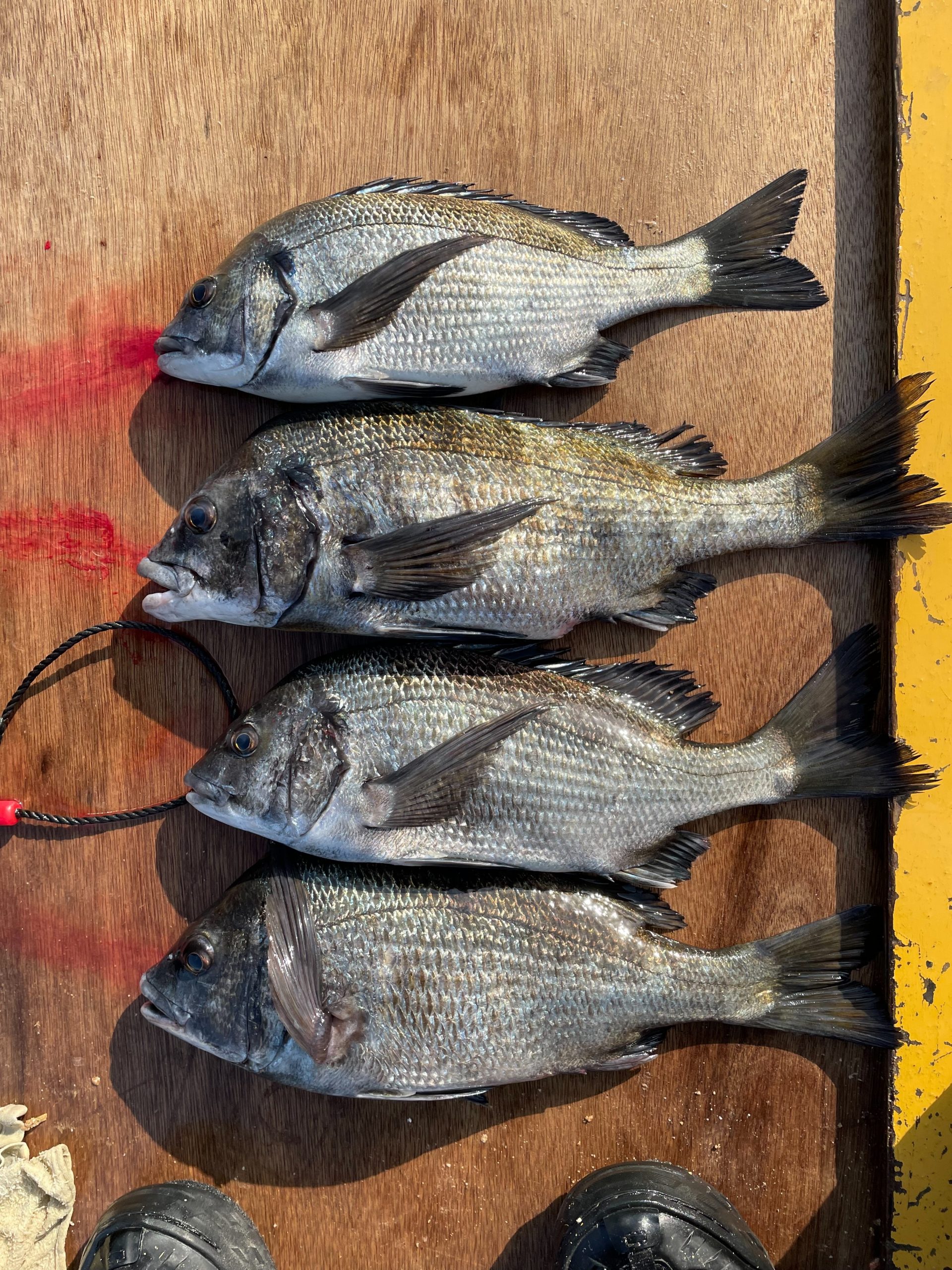 1月１７日釣果報告！！チヌ５０ｃｍ！！