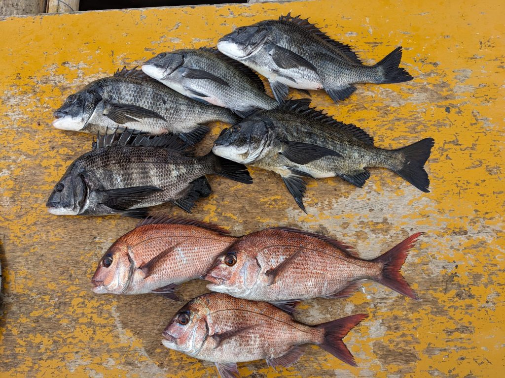 1月3日釣果報告!!チヌ52cm!!