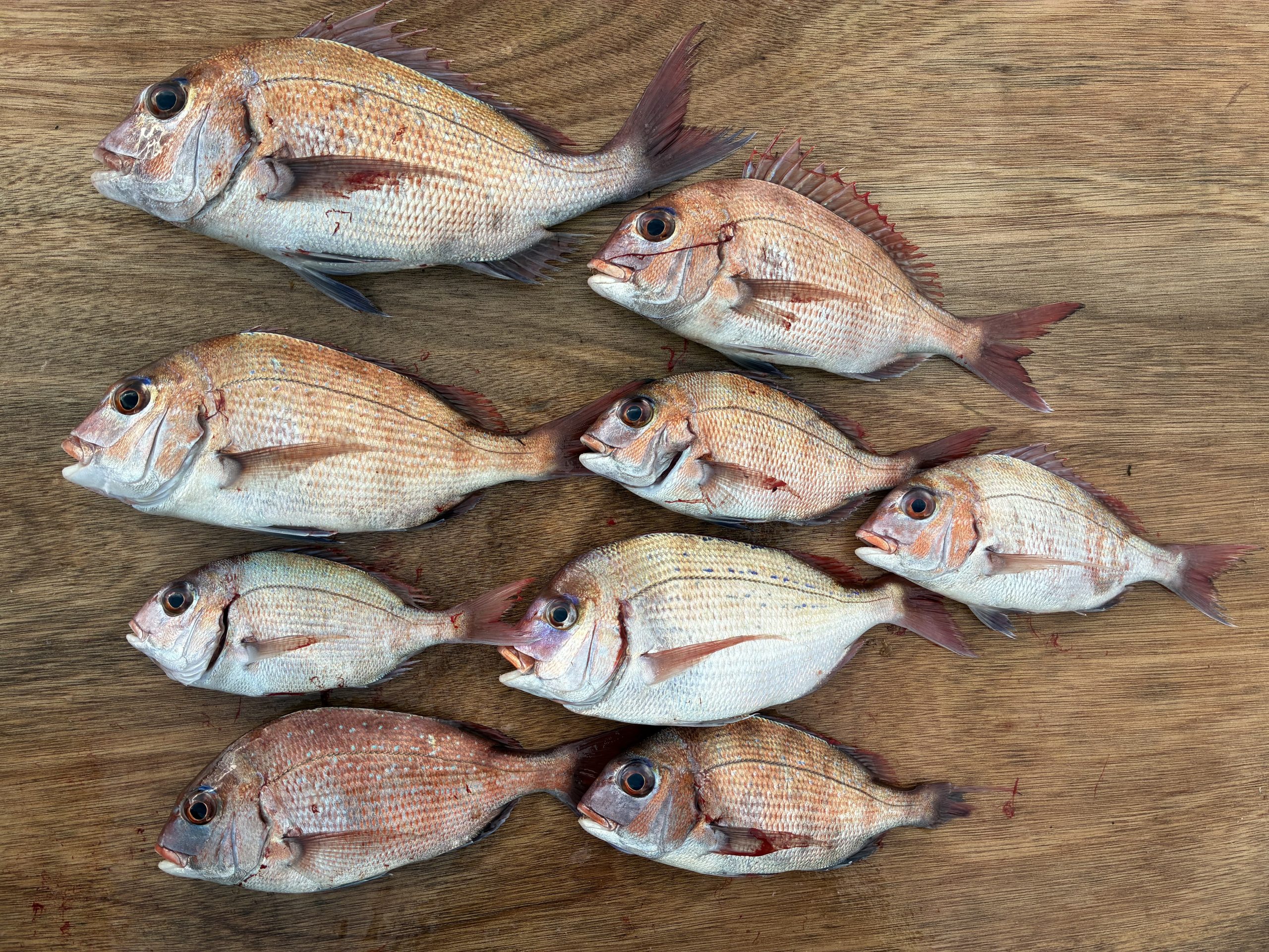 釣果報告！！チヌ、マダイ！！