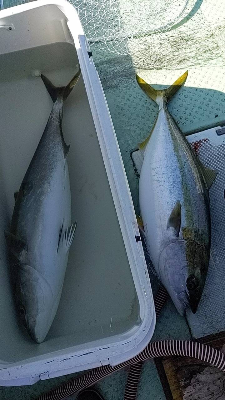 船釣り泳がせ釣り！！