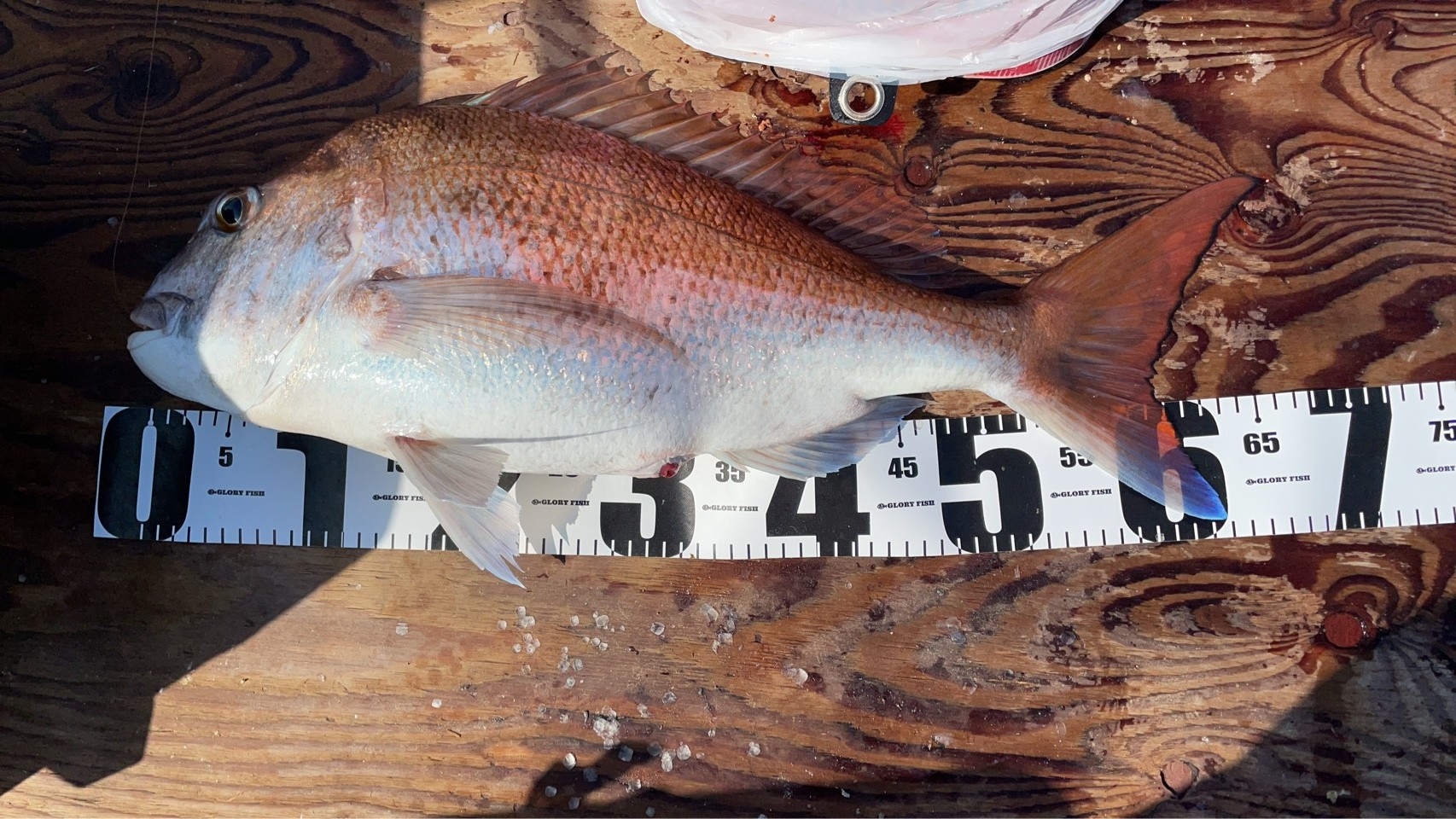 釣果報告！！良型マダイ連発！！