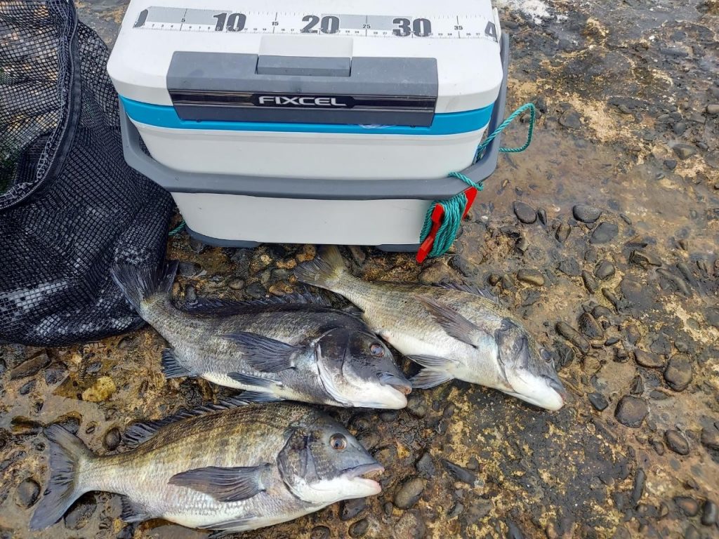 釣果報告!!良型マダイ連発!!