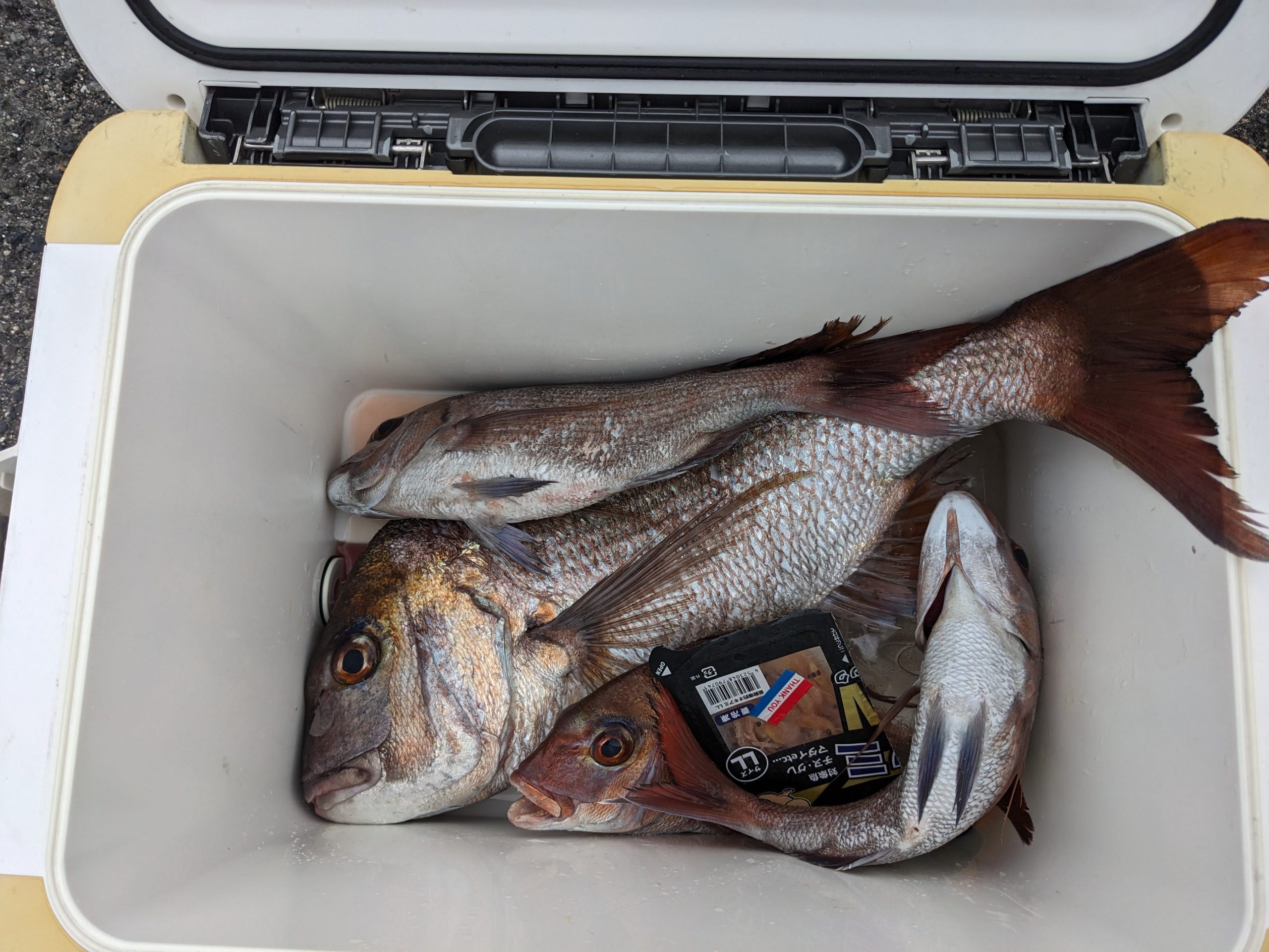 釣果報告！！良型マダイ！！