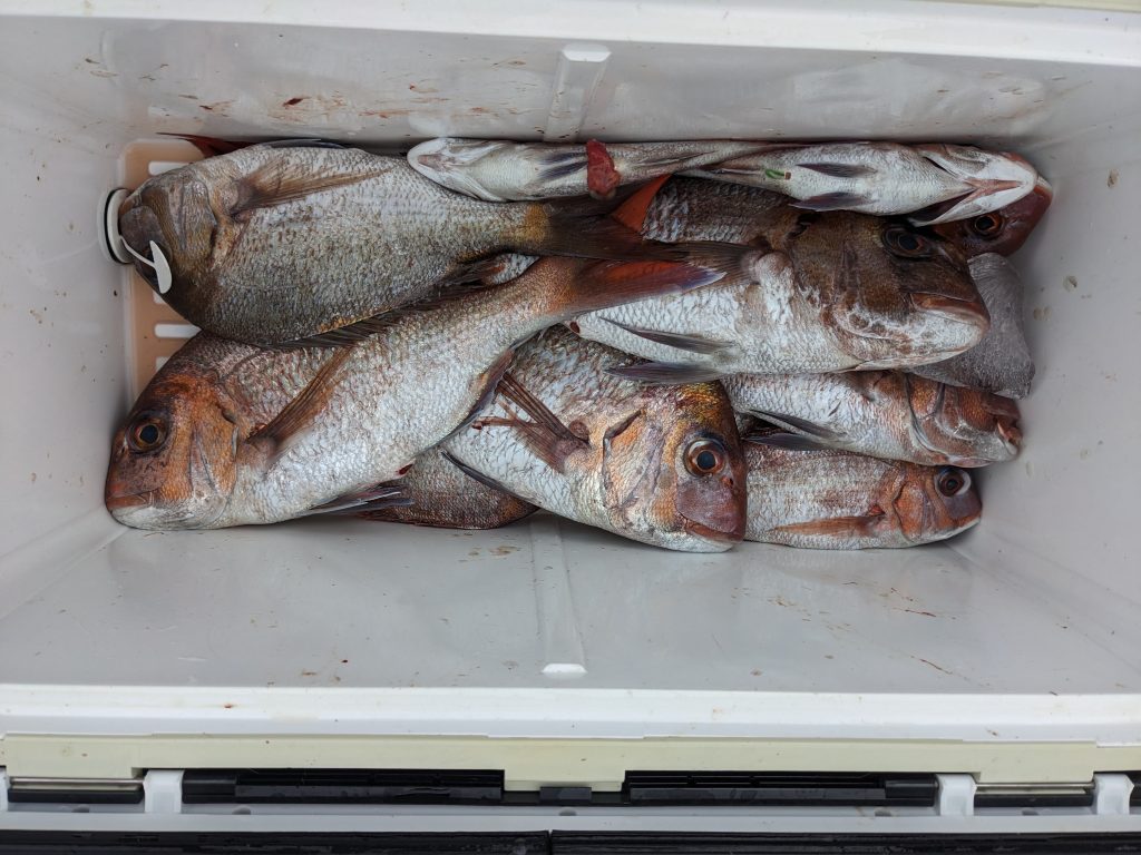 釣果報告!!良型マダイ!!