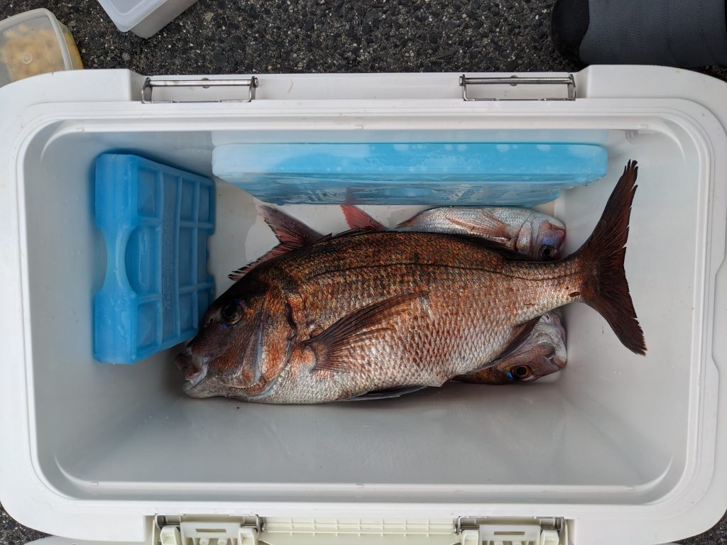 釣果報告!!良型マダイ連発!!
