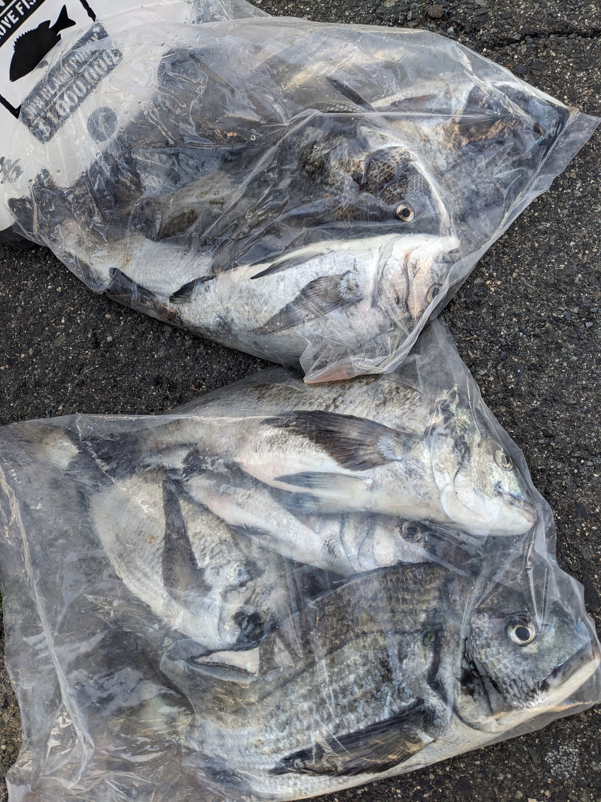 釣果報告！！寒チヌ！！