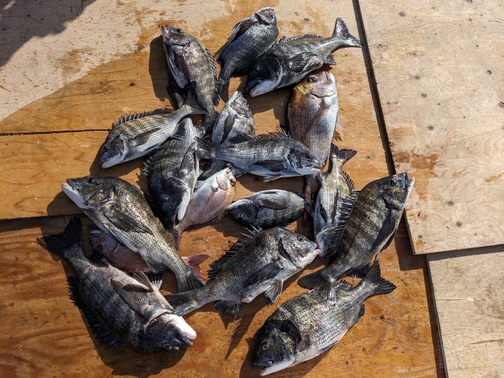 釣果報告！！マダイ、チヌ良型好調！！