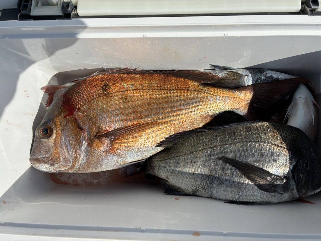 3月７日８日釣果報告！！