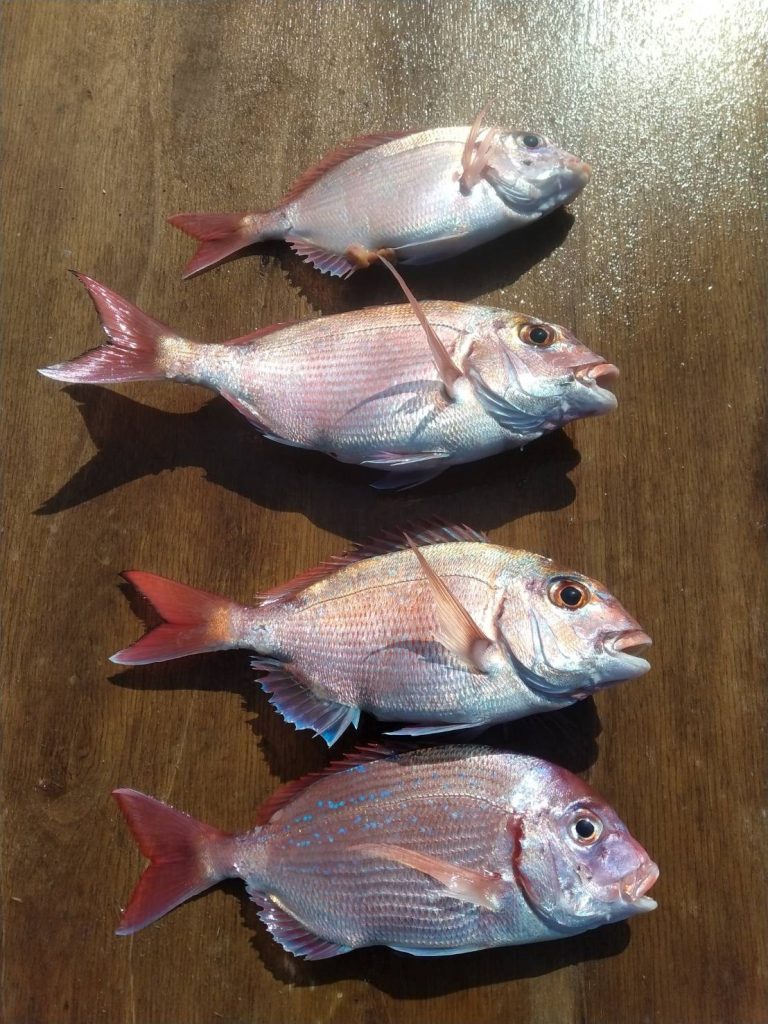 3月７日８日釣果報告！！