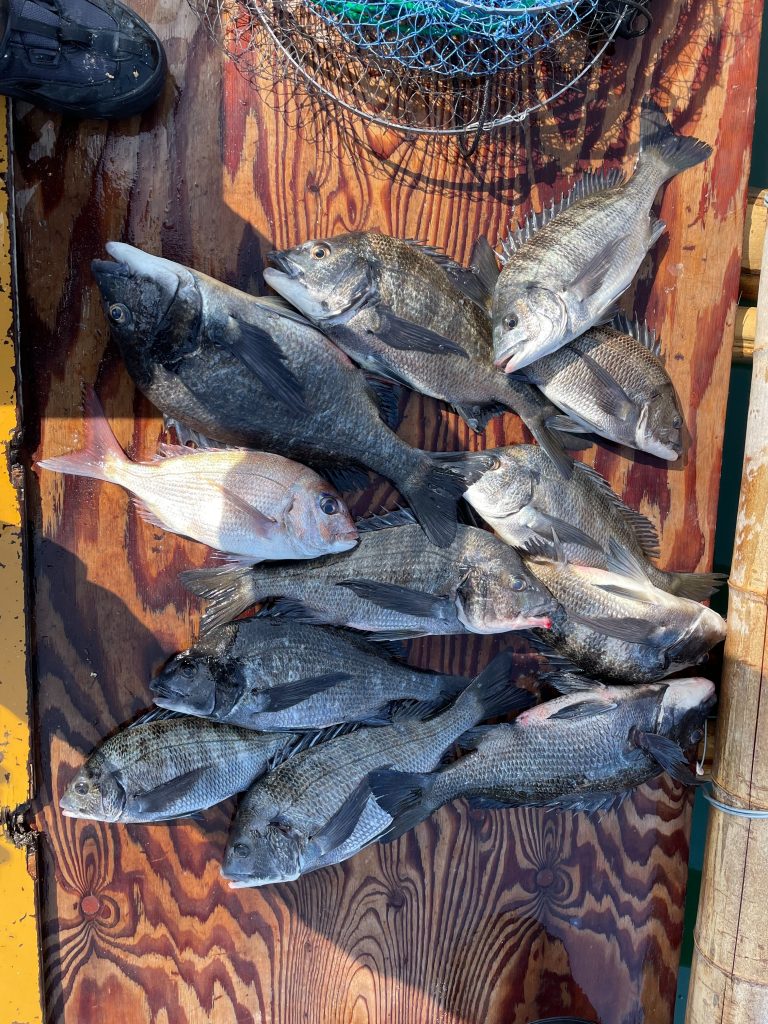 3月７日８日釣果報告！！