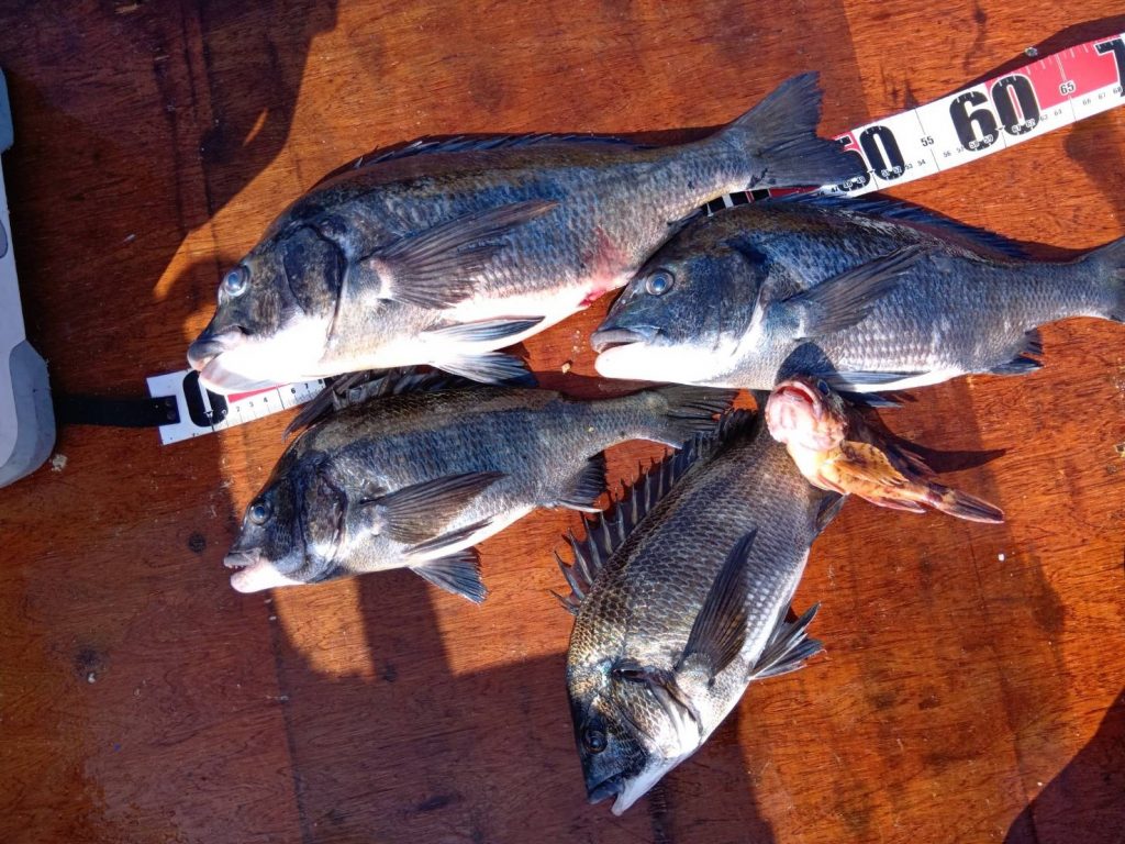 3月７日８日釣果報告！！