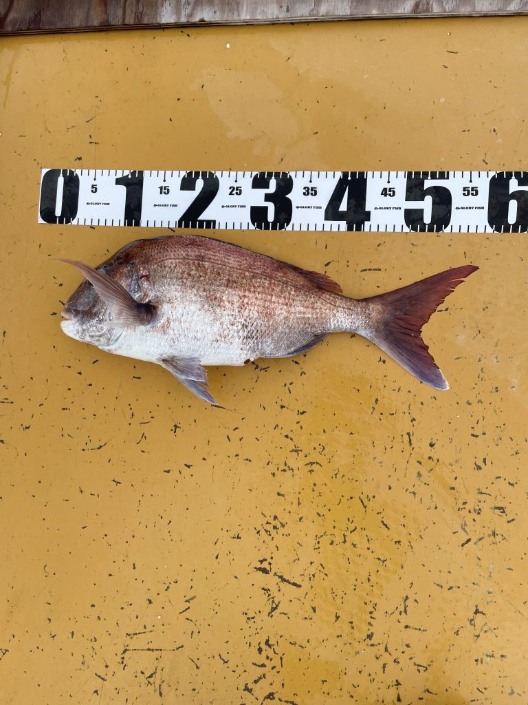 3月７日８日釣果報告！！