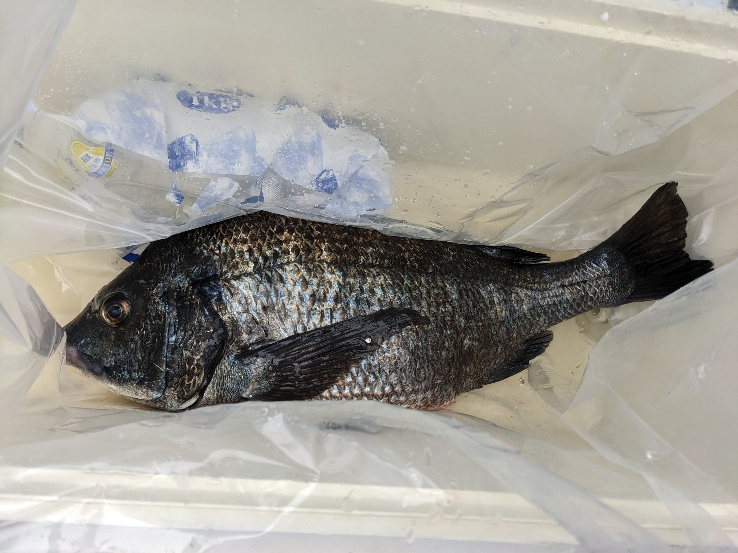 釣果報告！！チヌ５２ｃｍ！！