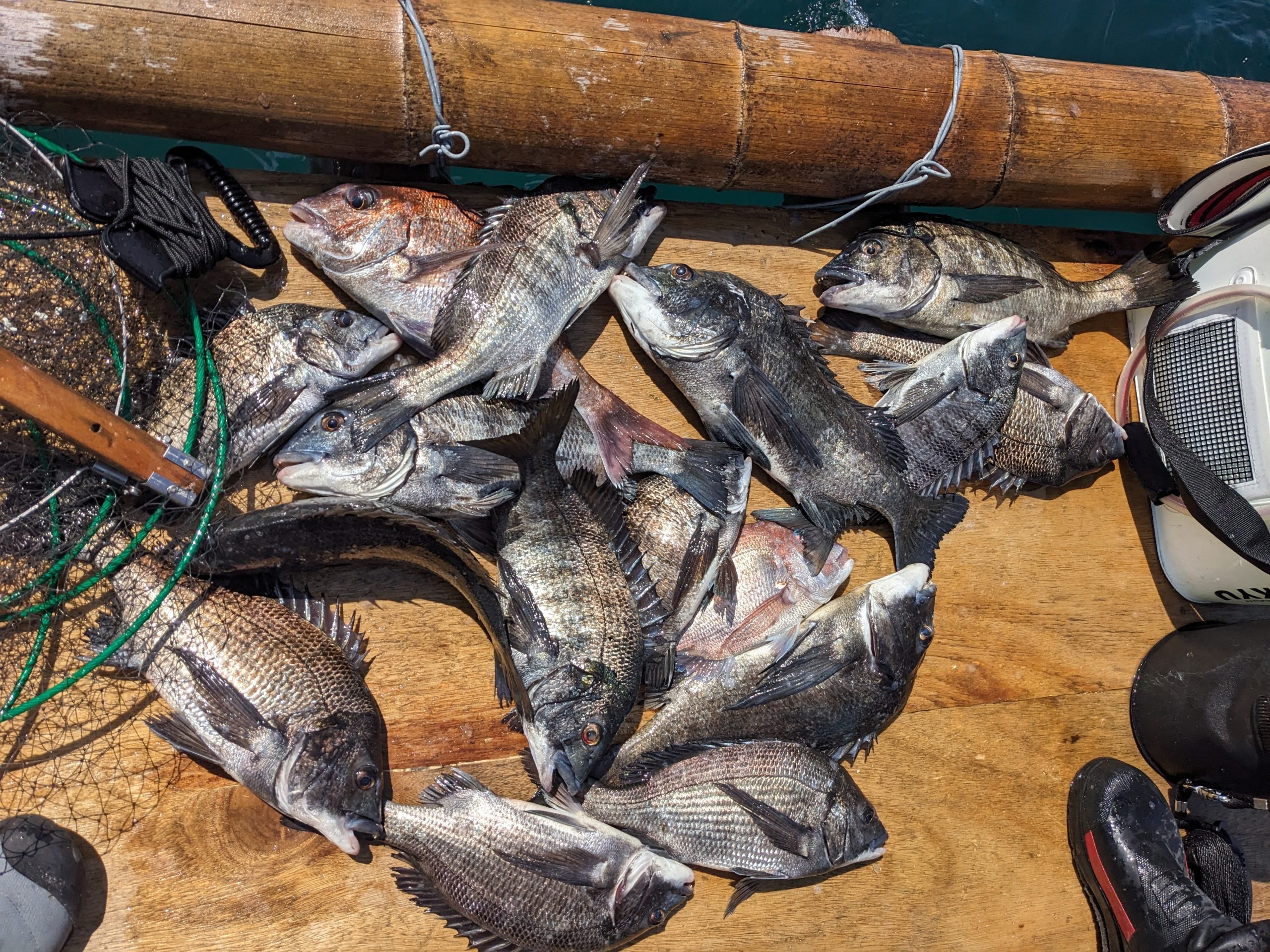 釣果報告！！チヌ、マダイ、アジ、サバ！！