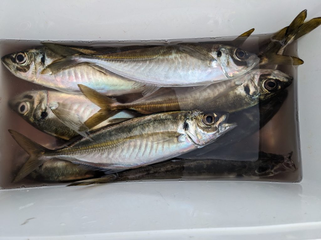 釣果報告!!