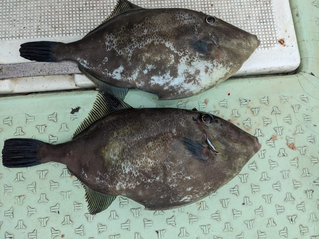 釣果報告!!